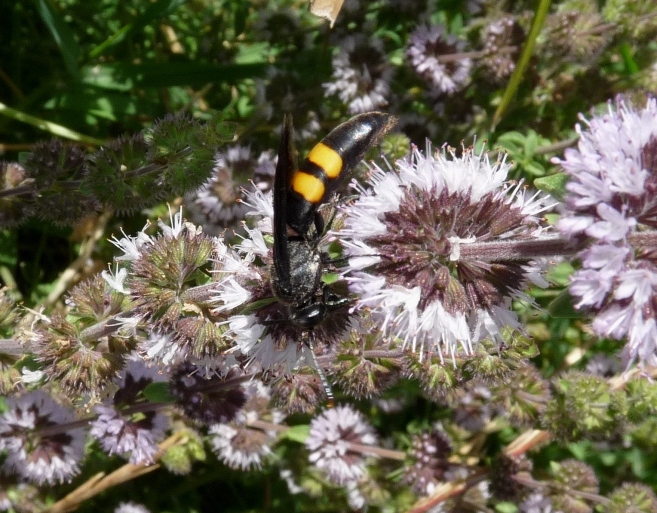 Avidi di menta...: Scolia hirta